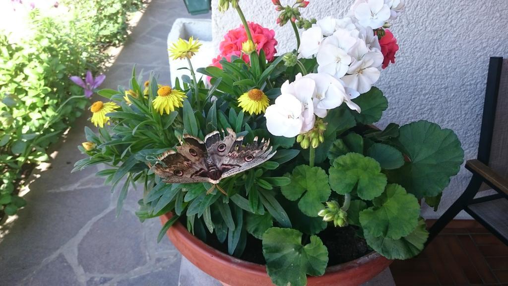 Pension Thalerhof Rifiano Luaran gambar